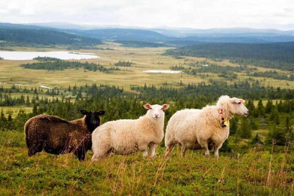 Leilighet Med Panoramautsikt Sjusjoen Innendors Parkering ภายนอก รูปภาพ
